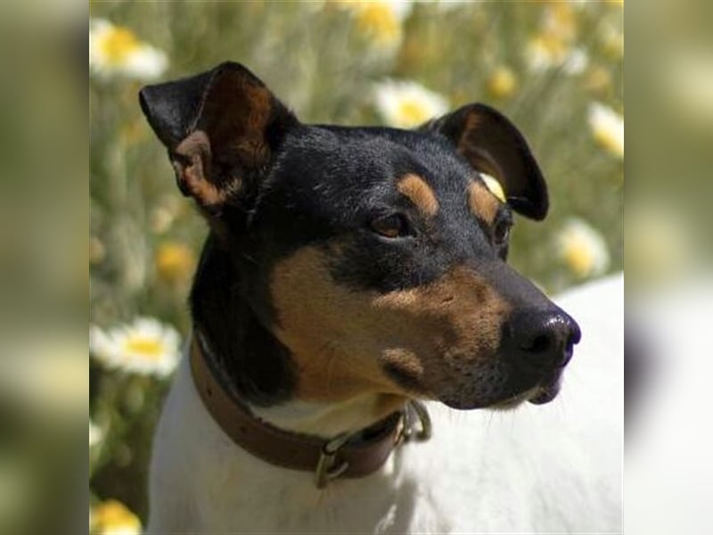 Snoopy (Spanien) - schüchterne Bodeguero-Mix sucht passende Rennwiese