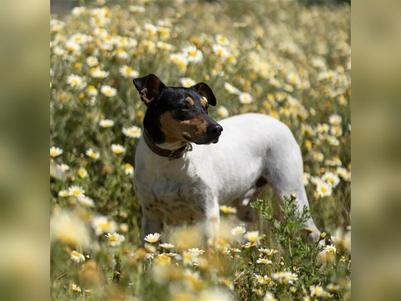Snoopy (Spanien) - schüchterne Bodeguero-Mix sucht passende Rennwiese