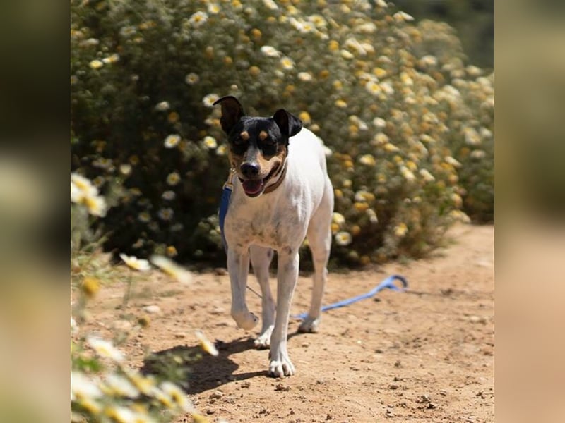 Snoopy (Spanien) - schüchterne Bodeguero-Mix sucht passende Rennwiese