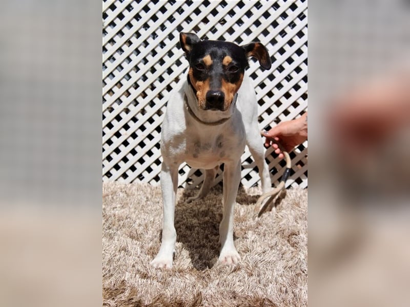 Snoopy (Spanien) - schüchterne Bodeguero-Mix sucht passende Rennwiese