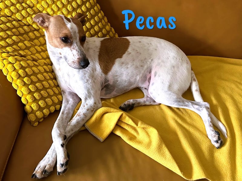 Pecas 05/2022 (in Deutschland) - frech, klug und bereit fürs Abenteuer!