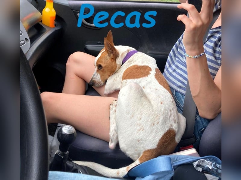 NOTFALL!! PECAS RENNT DIE ZEIT DAVON!! geb. 05/2022 (in Deutschland)
