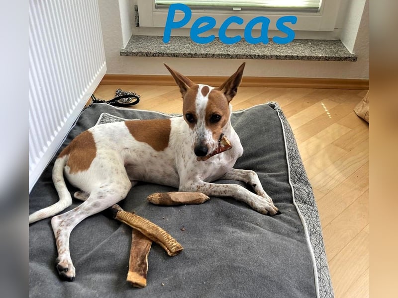 NOTFALL!! PECAS RENNT DIE ZEIT DAVON!! geb. 05/2022 (in Deutschland)