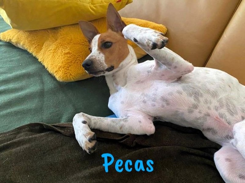 Pecas 05/2022 (in Deutschland) - frech, klug und bereit fürs Abenteuer!