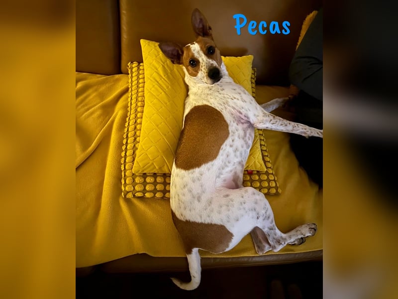 Pecas 05/2022 (in Deutschland) - frech, klug und bereit fürs Abenteuer!