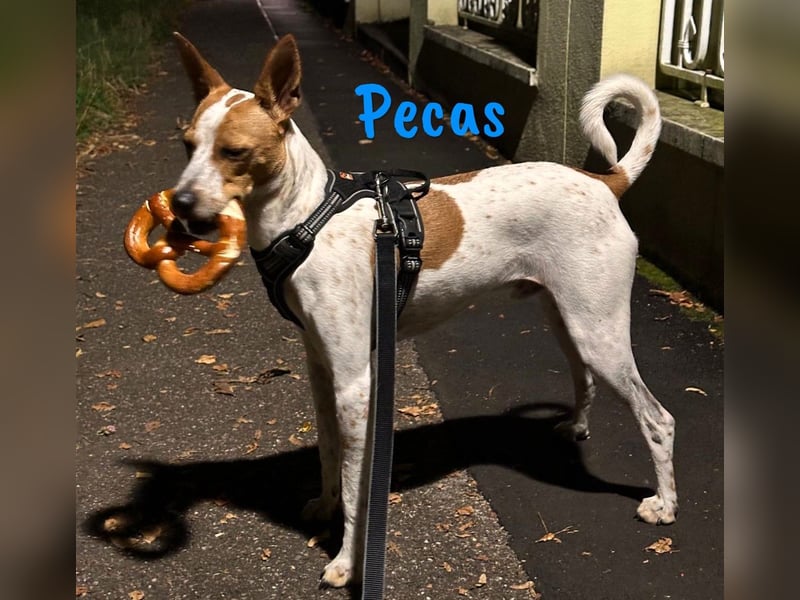 Pecas 05/2022 (in Deutschland) - frech, klug und bereit fürs Abenteuer!