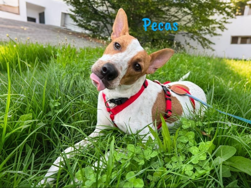 Pecas 05/2022 (in Deutschland) - frech, klug und bereit fürs Abenteuer!
