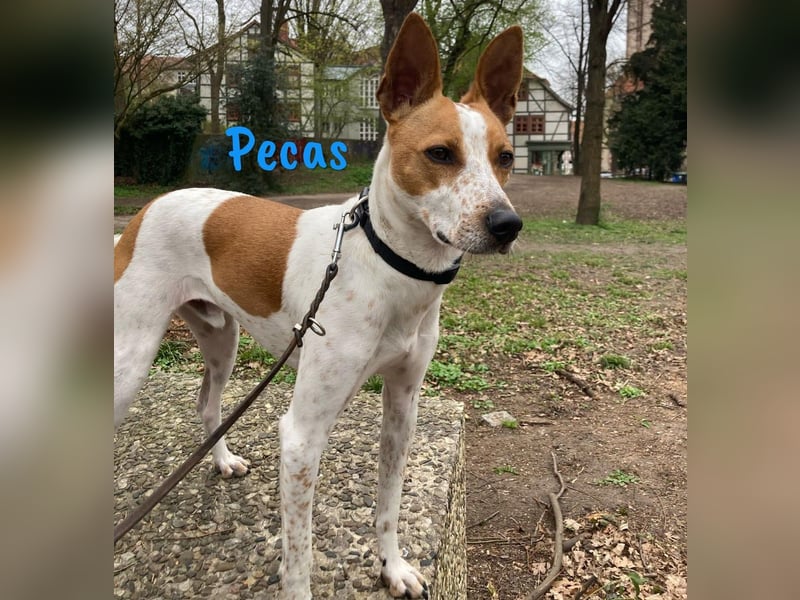 Pecas 05/2022 (in Deutschland) - frech, klug und bereit fürs Abenteuer!
