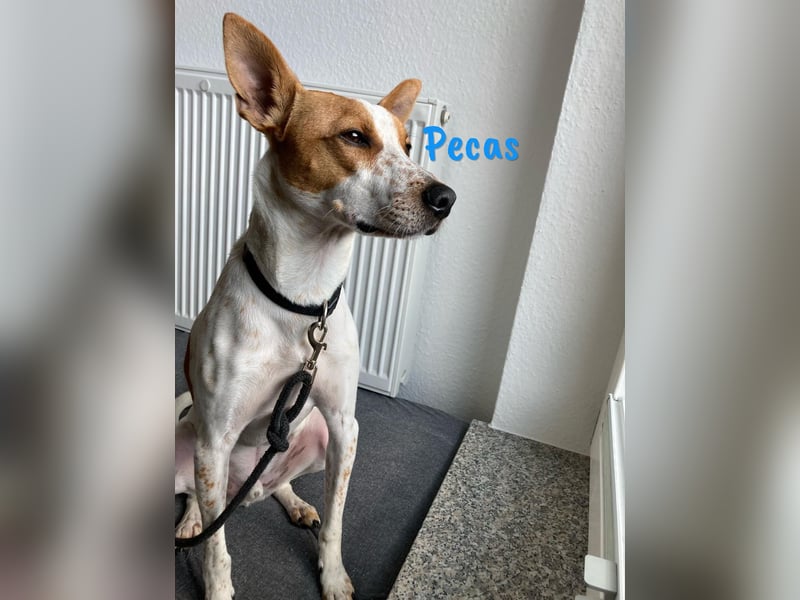 Pecas 05/2022 (in Deutschland) - frech, klug und bereit fürs Abenteuer!