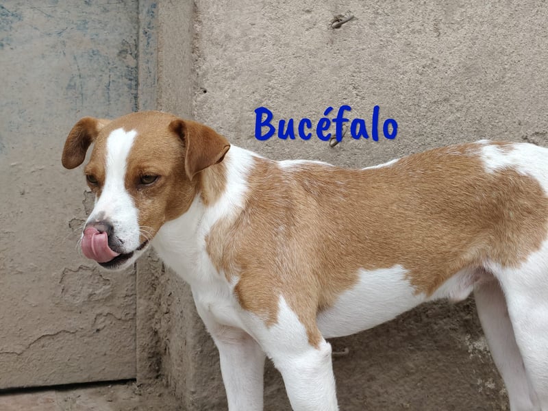 Bucéfalo 12/2022 (ESP) - zärtlicher und lieber, kleiner Bodeguero-Mischling!