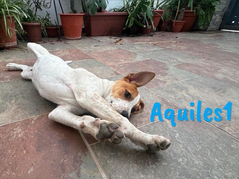 Aquiles1 01/2025 (ESP) - verspielter, aufgeschlossener Bodeguero-Mix Welpe!