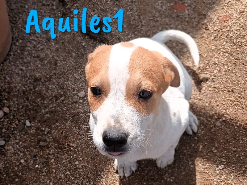 Aquiles1 01/2025 (ESP) - verspielter, aufgeschlossener Bodeguero-Mix Welpe!