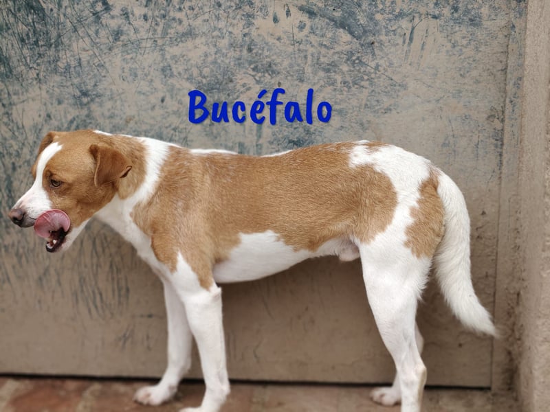 Bucéfalo 12/2022 (ESP) - zärtlicher und lieber, kleiner Bodeguero-Mischling!
