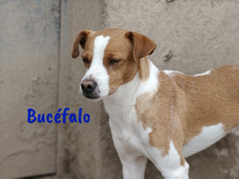 Bucéfalo 12/2022 (ESP) - zärtlicher und lieber, kleiner Bodeguero-Mischling!