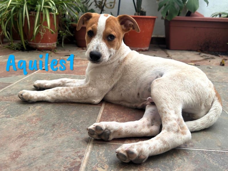 Aquiles1 01/2025 (ESP) - verspielter, aufgeschlossener Bodeguero-Mix Welpe!