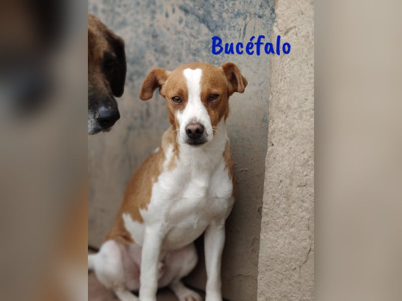 Bucéfalo 12/2022 (ESP) - zärtlicher und lieber, kleiner Bodeguero-Mischling!