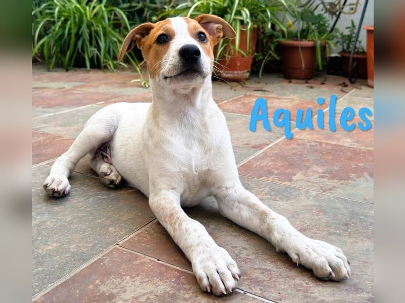 Aquiles1 geb. 01/2025 (ESP) - verspielter, aufgeschlossener Bodeguero-Mix Welpe!