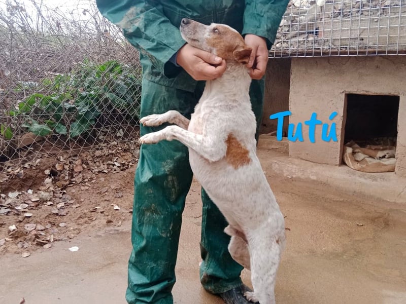 Tutú 08/2023 (ESP) - entspannter, verschmuster und ruhiger Bodeguero Mischling!