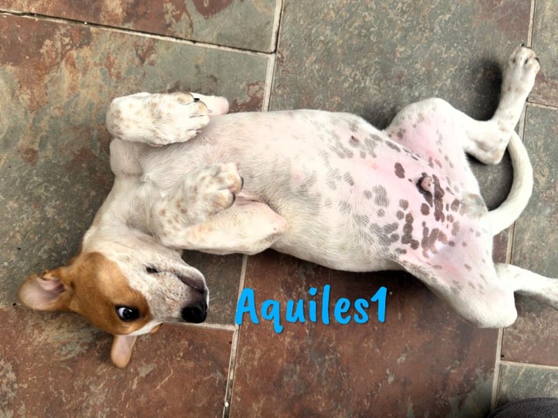 Aquiles1 geb. 01/2025 (ESP) - verspielter, aufgeschlossener Bodeguero-Mix Welpe!