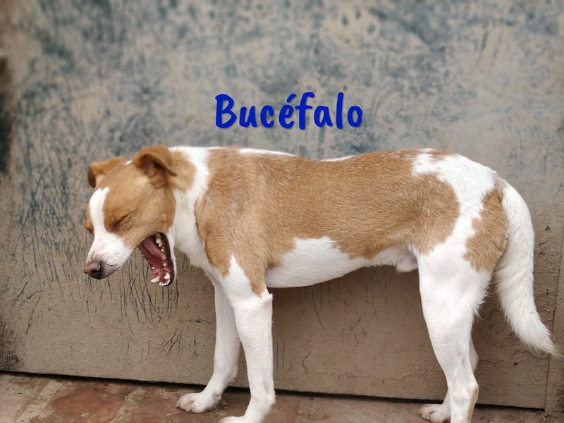 Bucéfalo 12/2022 (ESP) - zärtlicher und lieber, kleiner Bodeguero-Mischling!