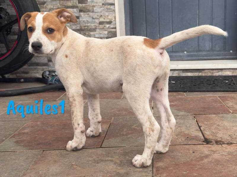 Aquiles1 01/2025 (ESP) - verspielter, aufgeschlossener Bodeguero-Mix Welpe!