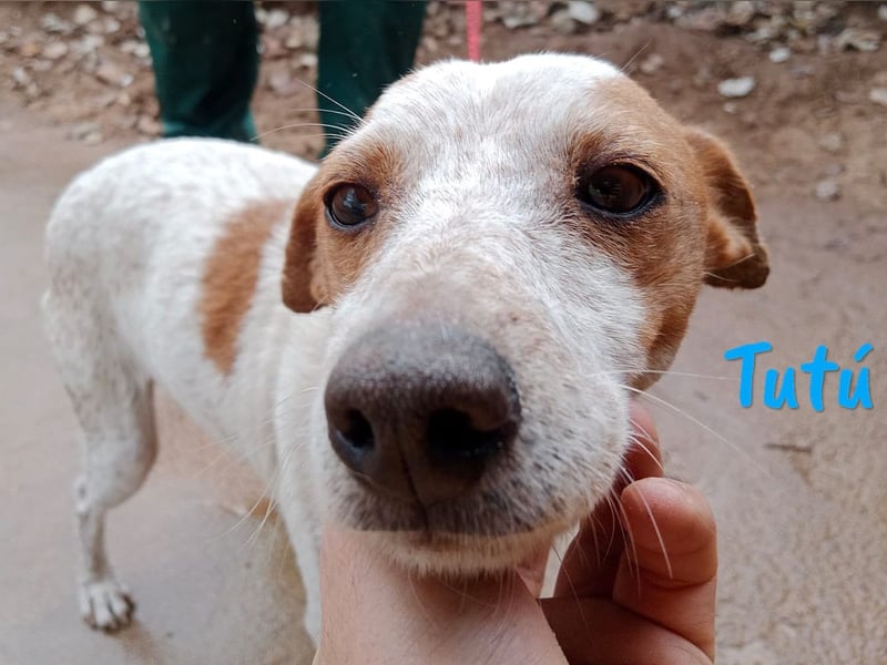 Tutú 08/2023 (ESP) - entspannter, verschmuster und ruhiger Bodeguero Mischling!