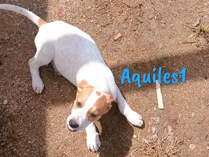 Aquiles1 01/2025 (ESP) - verspielter, aufgeschlossener Bodeguero-Mix Welpe!