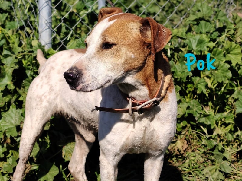 Pok 04/2018 (ESP) - aufgeweckter, sehr freundlicher und verschmuster Bodeguero-Mix!