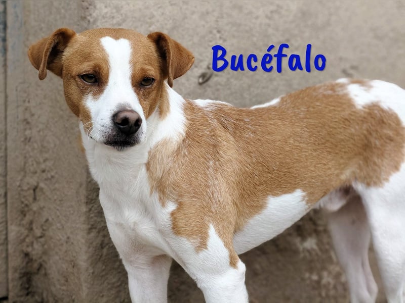 Bucéfalo 12/2022 (ESP) - zärtlicher und lieber, kleiner Bodeguero-Mischling!