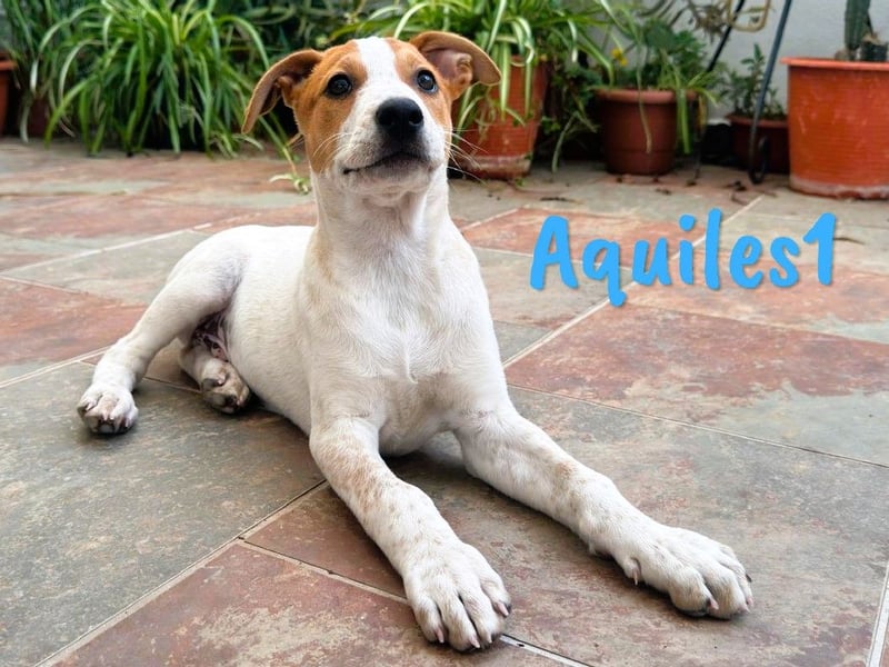 Aquiles1 01/2025 (ESP) - verspielter, aufgeschlossener Bodeguero-Mix Welpe!
