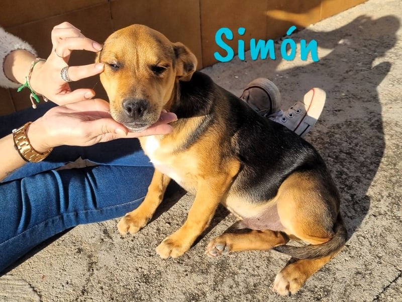 Simón 04/2024 (ESP Pflegestelle) - verschmuste und neugieriger, junger Bodeguero Mix!