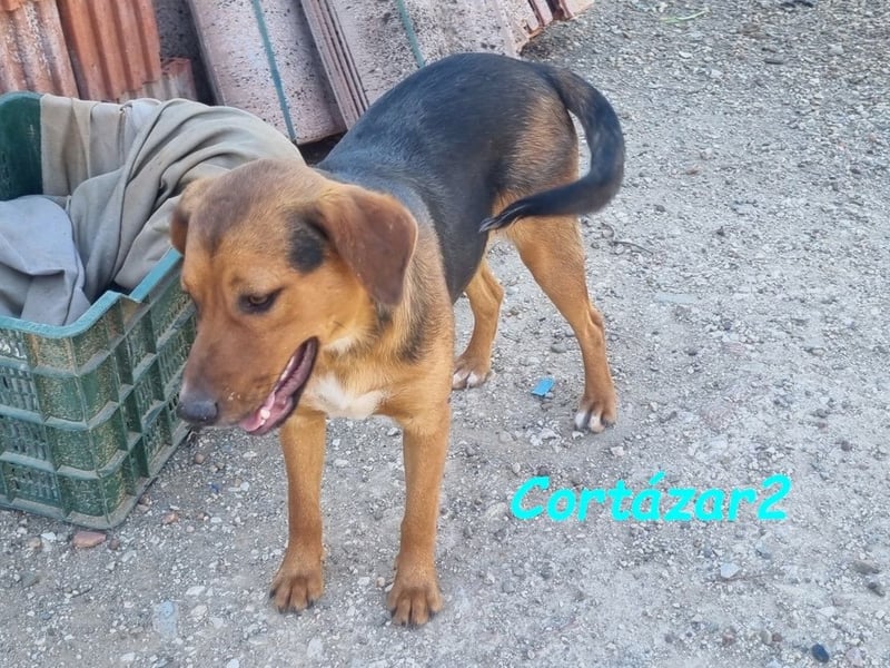 Cortázar2 geb. 09/2023 (ESP) - sehr verschmuster und süßer Bodeguero Mix Junghund!
