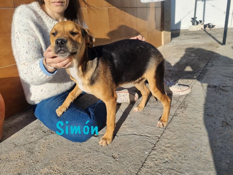Simón 04/2024 (ESP Pflegestelle) - verschmuste und neugieriger, junger Bodeguero Mix!
