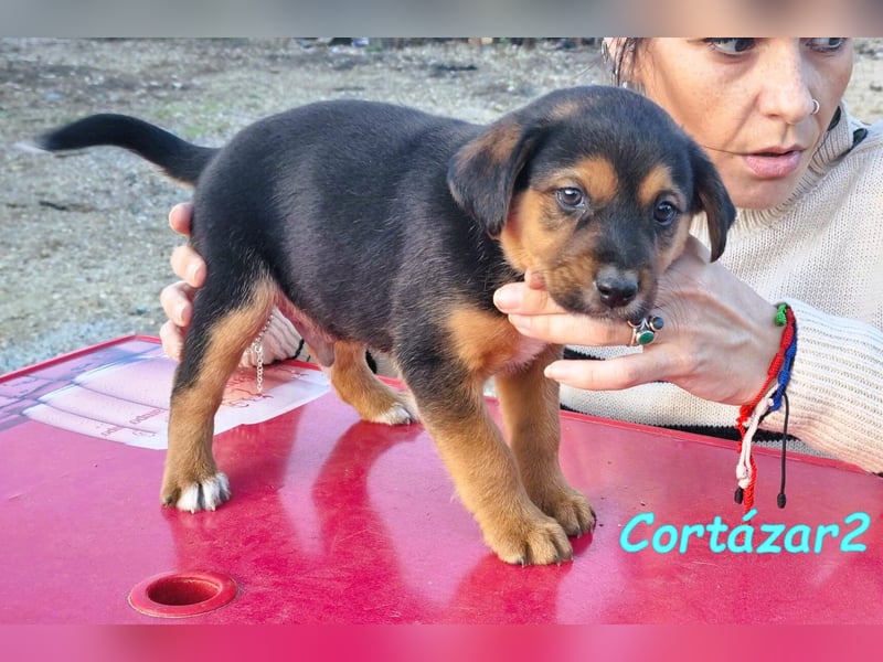Cortázar2 09/2023 (ESP Pflegestelle) - sehr verschmuster und süßer Bodeguero Mix Junghund!