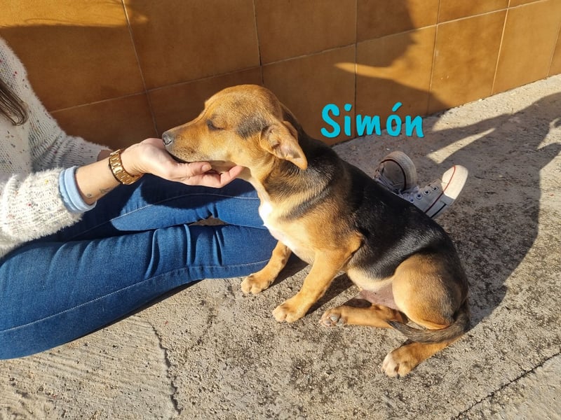 Simón 04/2024 (ESP Pflegestelle) - verschmuste und neugieriger, junger Bodeguero Mix!