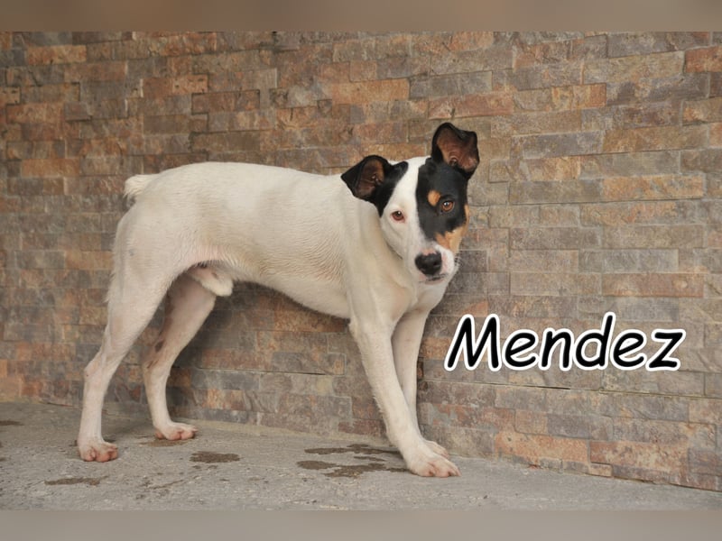 Also, haben Sie Lust ein aktives Leben mit Mendez zu beschreiten?