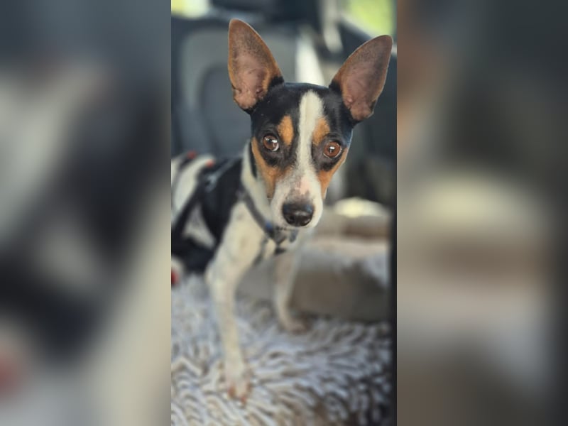 Ratón ✨ in Deutschland auf Pflegestelle
