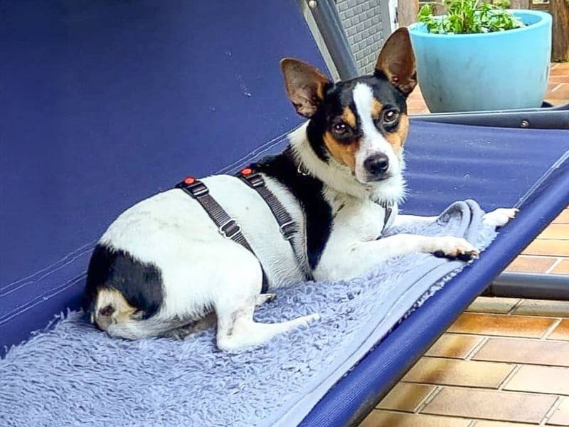 Ratón ✨ in Deutschland auf Pflegestelle