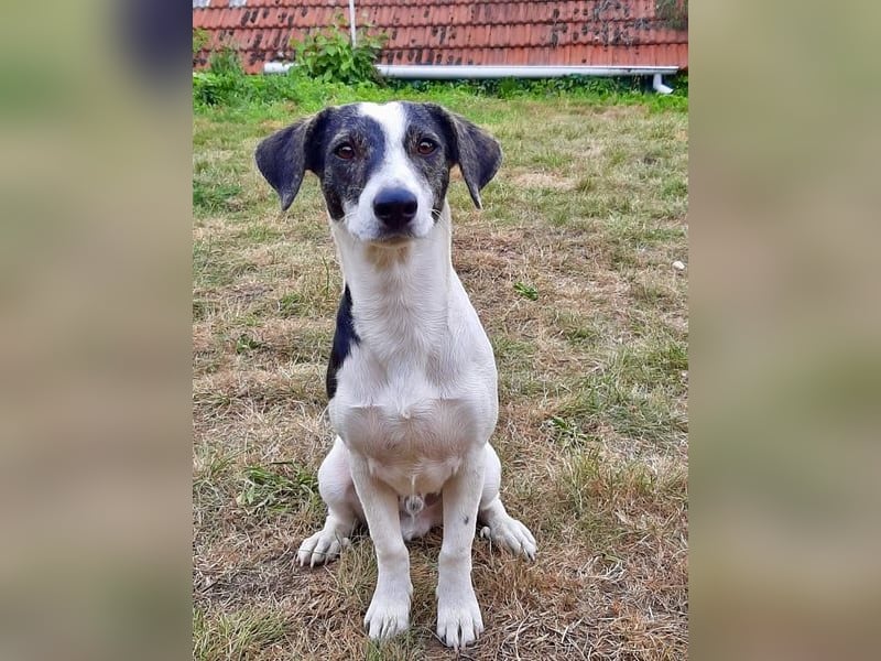 Zazu, hat ein ruhiges Wesen, Katzenfreundlich