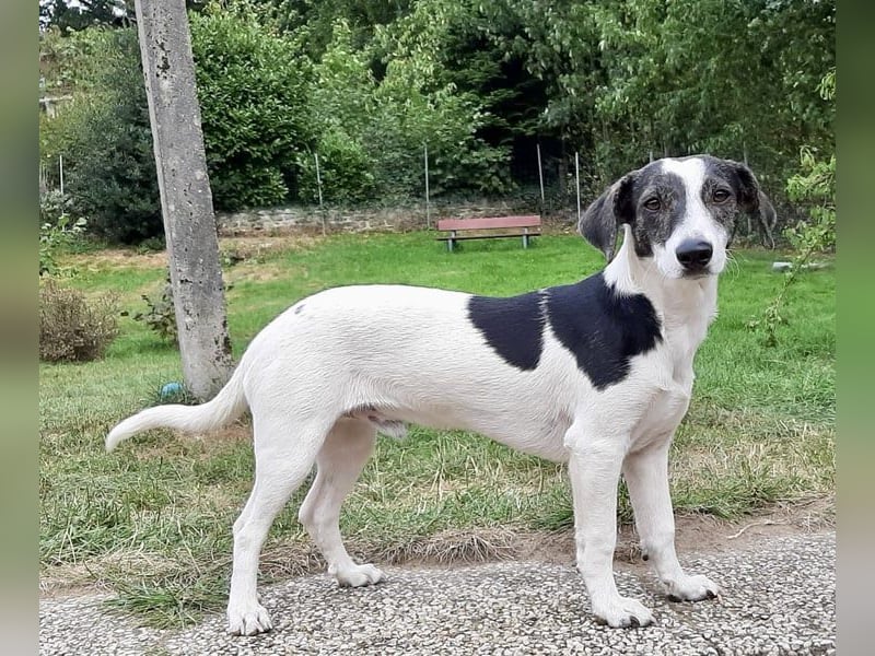 Zazu, hat ein ruhiges Wesen, Katzenfreundlich