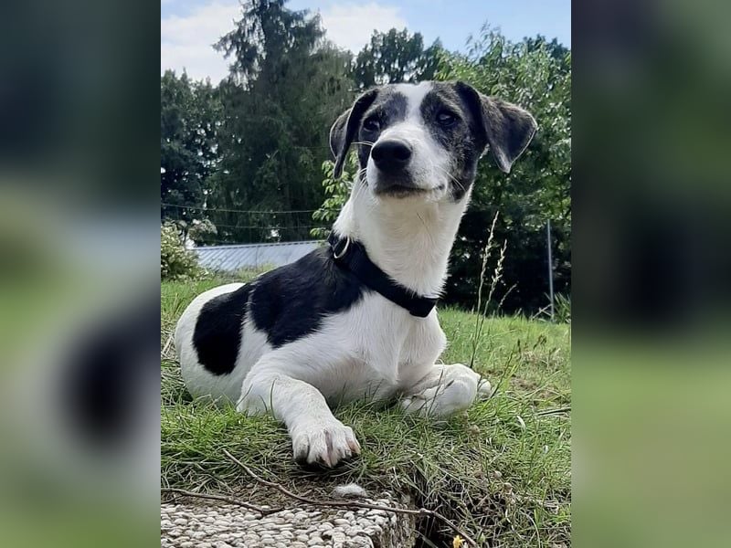 Zazu, hat ein ruhiges Wesen, Katzenfreundlich