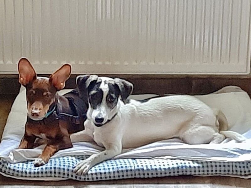 Zazu, hat ein ruhiges Wesen, Katzenfreundlich