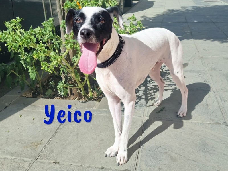 Yeico 09/2022 (ESP) - aufgeschlossener und sozialer Ratonero Bodeguero Andaluz Mix!