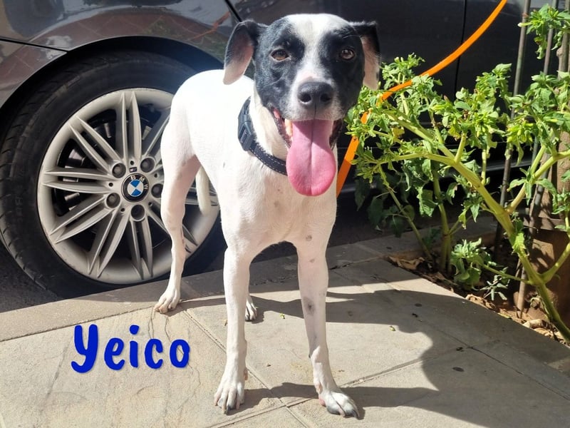 Yeico 09/2022 (ESP) - aufgeschlossener und sozialer Ratonero Bodeguero Andaluz Mix!