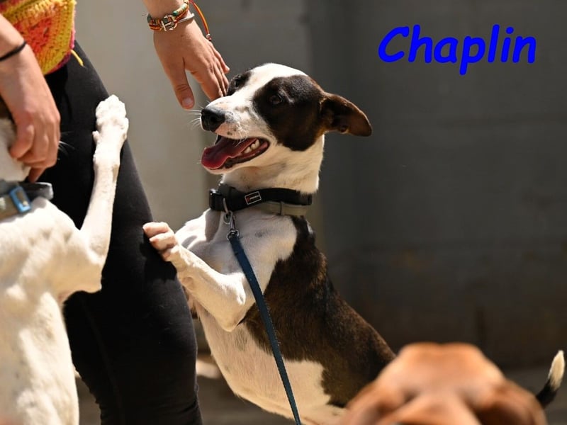 Chaplin geb. 04/2024 (ESP) - charmanter, verspielter und geselliger Bodeguero-Podenco-Mix!