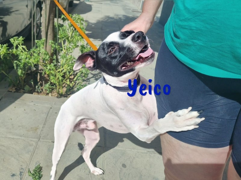 Yeico 09/2022 (ESP) - aufgeschlossener und sozialer Ratonero Bodeguero Andaluz Mix!