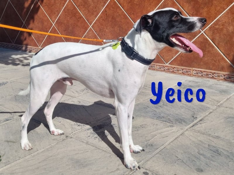 Yeico 09/2022 (ESP) - aufgeschlossener und sozialer Ratonero Bodeguero Andaluz Mix!