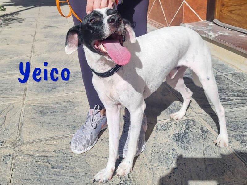 Yeico 09/2022 (ESP) - aufgeschlossener und sozialer Ratonero Bodeguero Andaluz Mix!