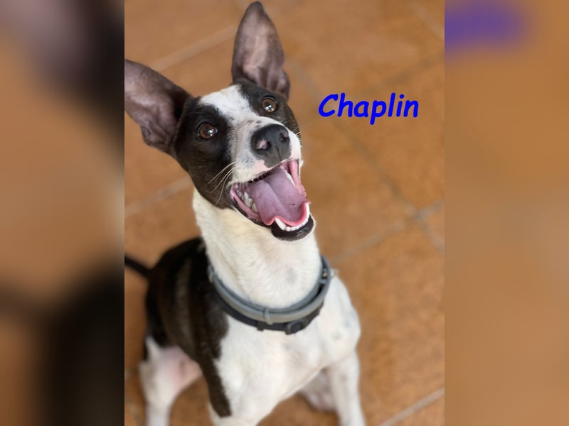 Chaplin geb. 04/2024 (ESP) - charmanter, verspielter und geselliger Bodeguero-Podenco-Mix!