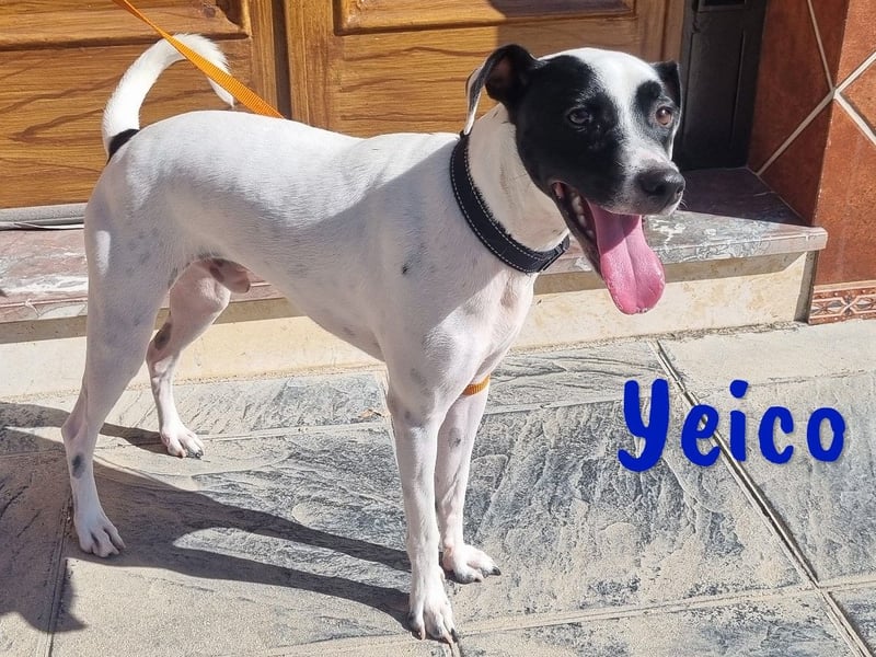 Yeico 09/2022 (ESP) - aufgeschlossener und sozialer Ratonero Bodeguero Andaluz Mix!
